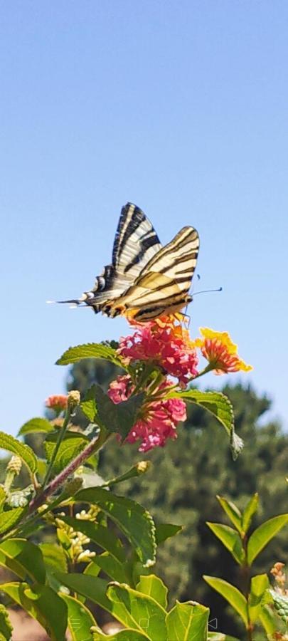 Quercus Villa Sesimbra Kültér fotó